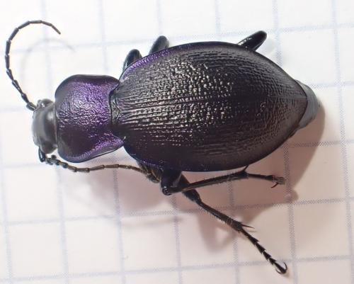 Réf. 259 675 : Carabus problematicus
